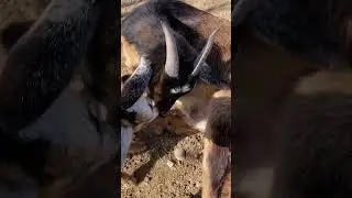Goat delivering placenta 01/28/2026