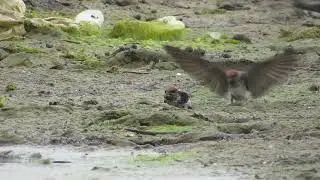Indian cliff Swallow collecting mud for building nest