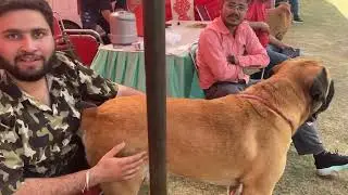 Too late to upload karnal dog show 😃