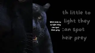 The Black Panther 👀 #shorts #blackpanther #animals