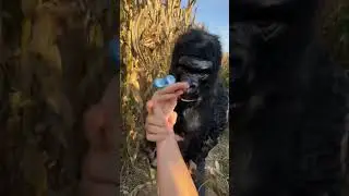 THE CRAZY CORN GORILLA! 🌽🦍