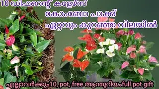 Anthurium combo offer/sale plants₹DHANYAORCHIDS/Anthurium plant care