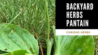 Backyard Herbs : Plantain Leaf