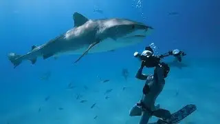 Tiger Sharks with the Nikon D850 in Nauticam Housing