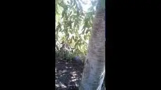 Weeping cherry control