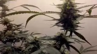 Week 5 of flower and garden update