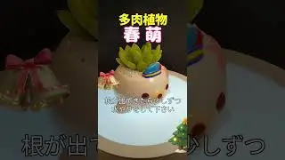 #春萌 #多肉植物 #園芸