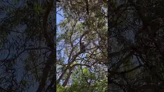 Monkey on a tree in Mauritius