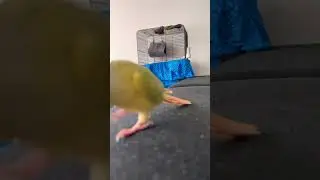 #bloodymaryeditaudio #shortvideo #conure #moon #fyp #conureparrot #running #viral #reels #reel #cute