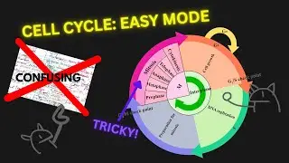 Cell Cycle & Mitosis: The Only Video You Need to Watch | AP Biology