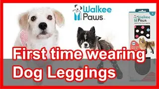 Dog Leggings (Walkee Paws)