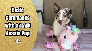 First Time Dog Mom: Basic Puppy Commands to Teach (8-15 Week Old)
