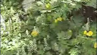Spring Wildflowers of New England