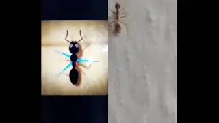 Tripod gait of an Ant