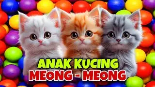 KUCING MEONG MEONG LUCU ‼️ ANAK KUCING MEONG MEONG #kucinglucu 