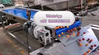 Cherry tomatoes cleaning and drying machine | fruits and vegetables tomatoes washing machine