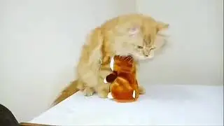 cat playing with talking hamster 🐹 #hamster #cat #toys