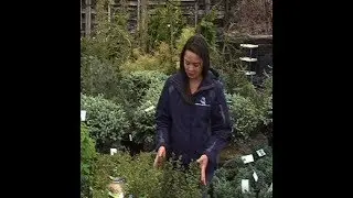 Home Gardener - Long Blooming Landscape Shrubs