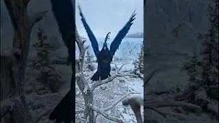 🐦 #animalrescue #icebreaking #pigeon #victoriacrownedpigeon #nature #winter #amazinganimals #asmr