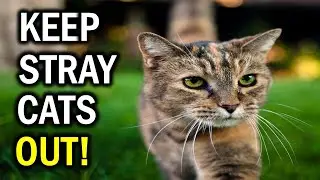 8 Effective Solutions for Stray Cats Invading Your Yard