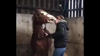 Uncontrollable little stallion bites everybody!