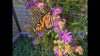 Réparation d'une aile de papillon monarque