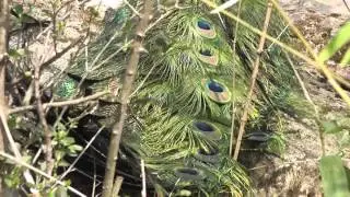 gorgeous blue peafowl