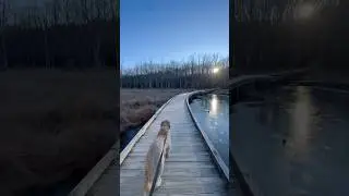 Join us for a run by Pandapas Pond, Virginia #nature #running #dog #winter #frozen #peaceful #calm