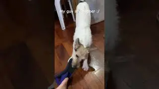 That&rsquo;s why we need tons of slippers ;-; #fypシ #dog #jackrussellterrier #cute #doglover #puppy