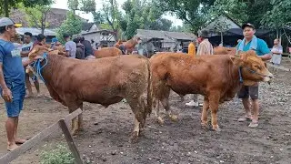BARANG BAGUS HARGA TURUN‼️SPEK EKONOMIS PERSIAPAN KURBAN || PASAR SAPI TERTEK PARE KEDIRI ||