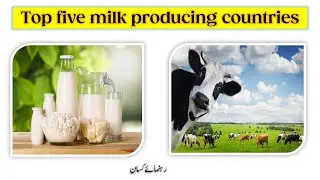Top milk producing countries| Modern Dairy Farming| Milk production| Rahnumay Kisan