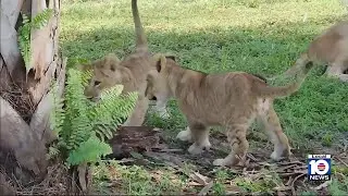 2 lion cubs make their debut at Lion Country Safari