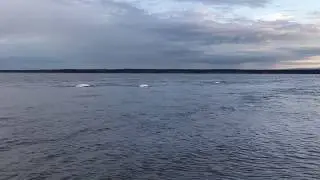 Beluga whales at Point Woronzof Park, Anchorage Alaska