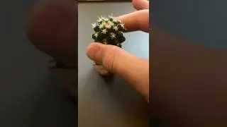 Touching A Mini Cactus From Tenerife #trending #viral