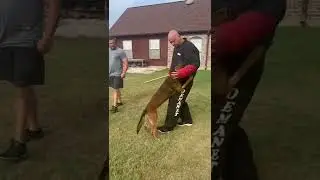 K9 Cane home protection trained malinois doing bite work