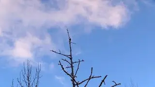 'Freedom'