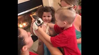 Bunny for Christmas surprise!