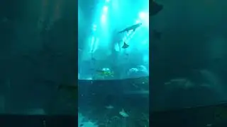 Sunday Travel Inspo #trendingvacays #travel #abudhabi #trending #love #wanderlove #SeaWorld #srk