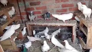 For Sale Panjabi Madrasi Chandne kalsira Kalpara kabootar🕊85859 71911🕊Location  Delhi 