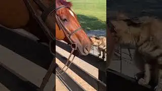Cat and horse are best friends #foryou #cat #petlovers #petlover #catlover