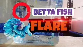 Betta Fish Flare Show Off