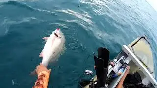 Captura y liberación de Pargo Gigante sacado con Popper