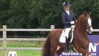 4yOld stallion MERCURIUSYADE NVDW & KIRSTEN BROUWER at the PAVO CUP pre-sel. (test) (30Jul2021-1)