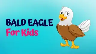 Meet the Bald Eagle! Fun & Fascinating Facts for Children!