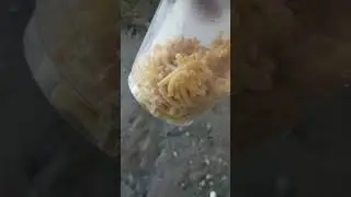 How to make Annie's Mac n cheese in about 3 minutes, to ready.