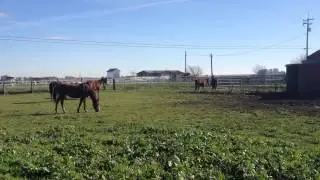Horse Herd Behavior - New Horse in Herd - Herd Hierarchy - Herd Observation- Rick Gore Horsemanship
