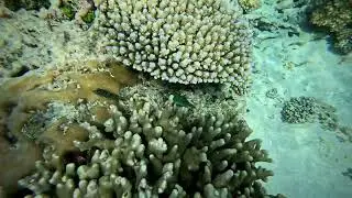 First snorkel of 2026