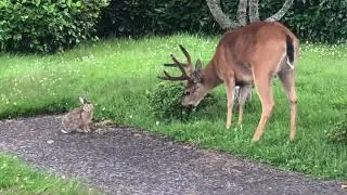 A deer and a bunny