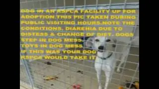 RSPCA Block Fen Dog Mess