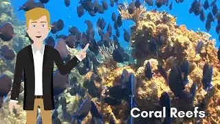 Reef Coin - Saving The Coral Reefs One Block At A Time - A Blockchain Cryptocurrency